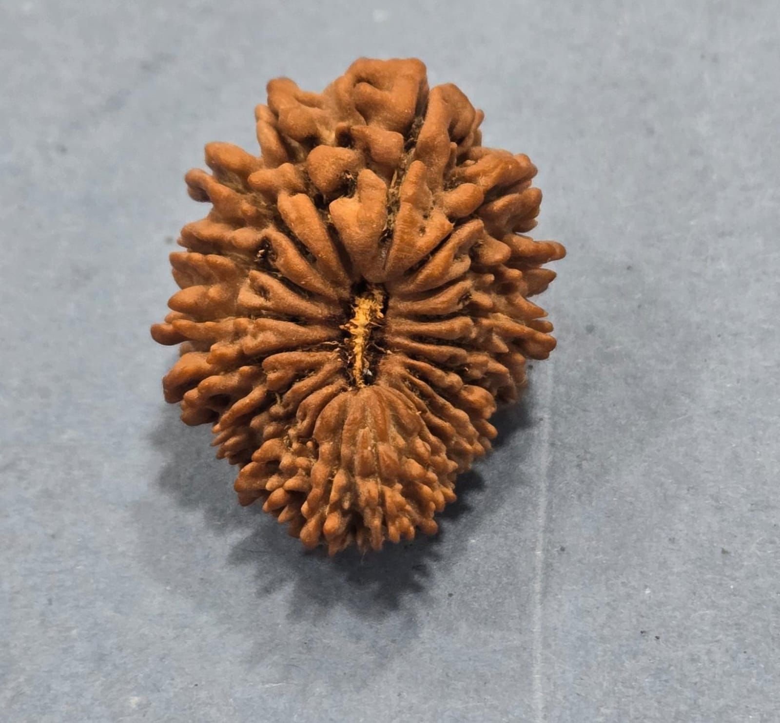 21mukhi
