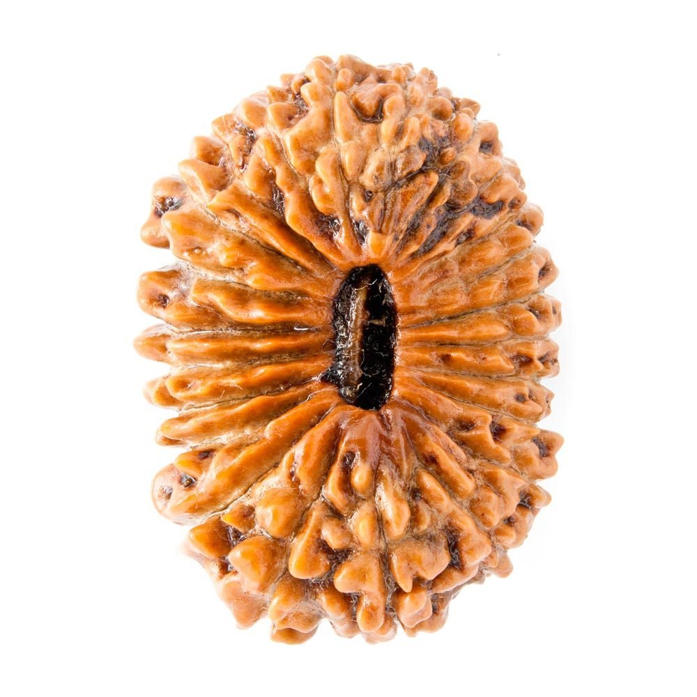 23mukhi