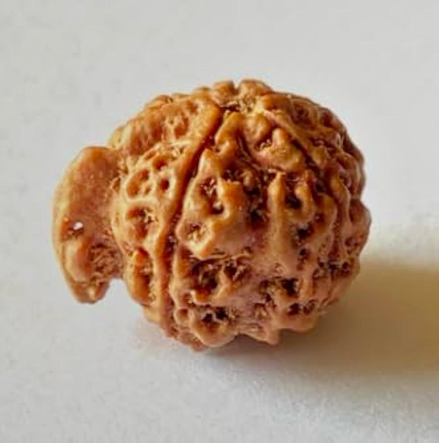 ganesh_rudraksha