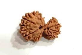 garbha_rudraksha