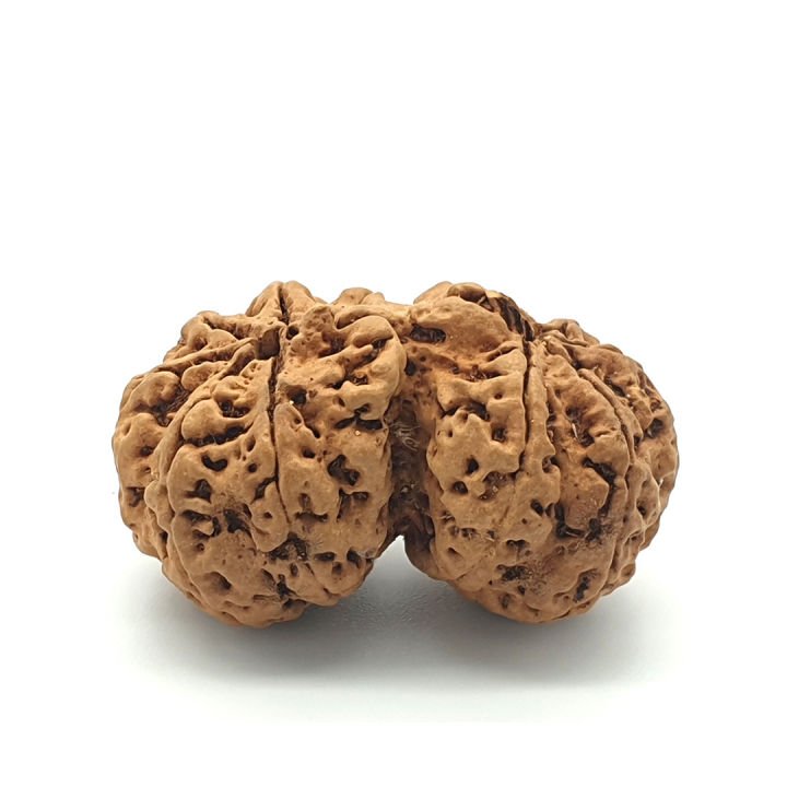 gaurishankar_rudraksha